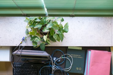 Green plant on the windowsill. Library of the Department of Biological, Geological and Environmental Sciences - BiGeA. Geology Section - via Zamboni 67 - Bologna. Year: 2016.