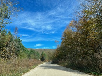 A dirt road lined by dense vegetation curves out of view. In the background is a tree covered hill, and the blue sky.