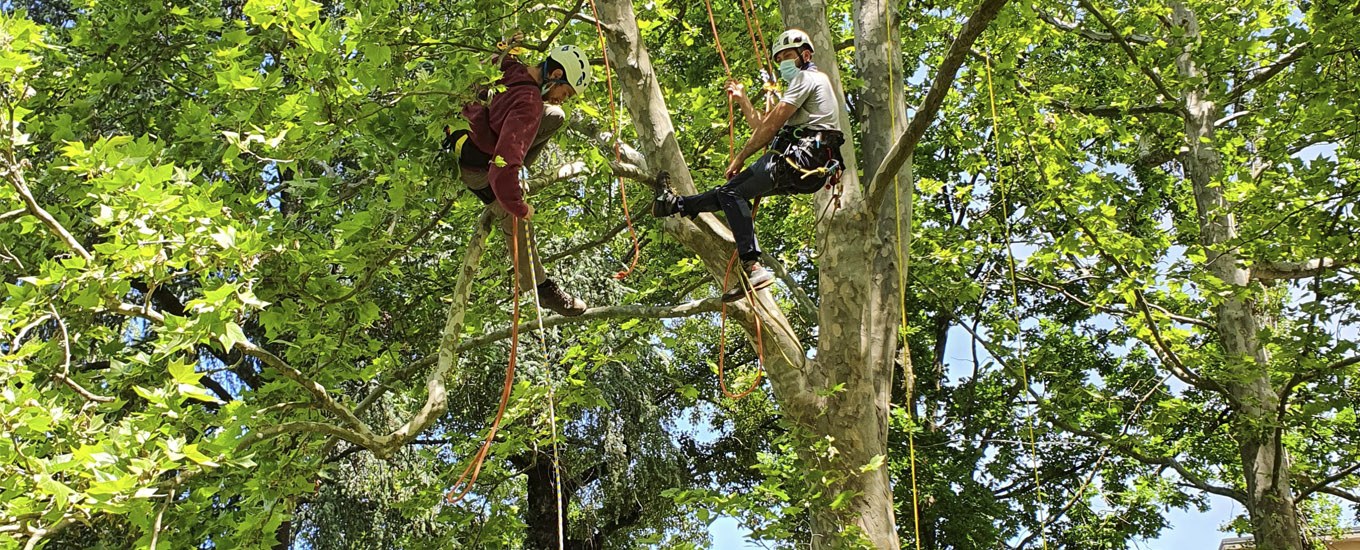 Corso di formazione Tree-Climbing