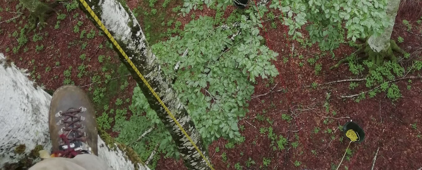 Campionamenti fogliari in sito sperimentale