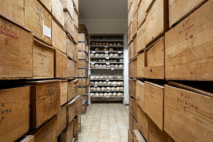 Collezione documentale scheletrica umana di antropologia