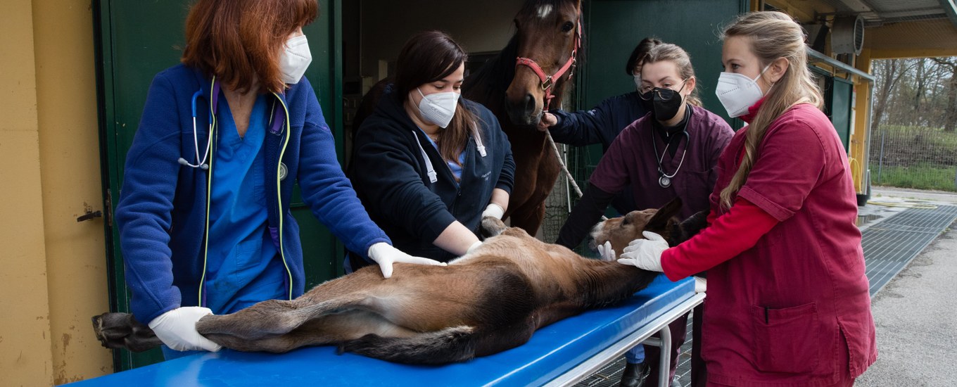 Ospedale Veterinario Universitario