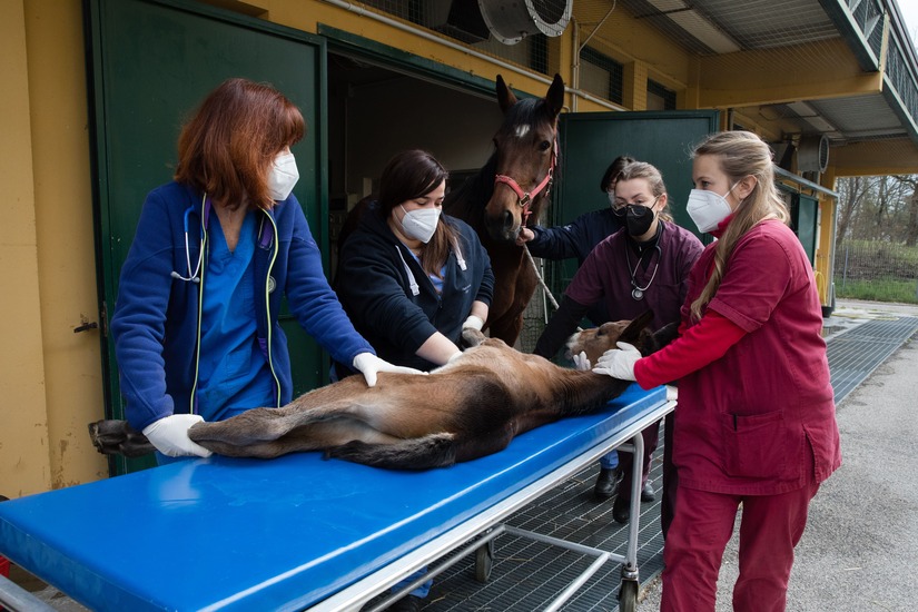 Ospedale veterinario universitario