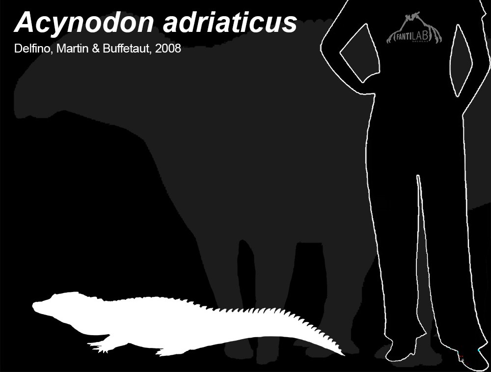 Acynodon adriaticus