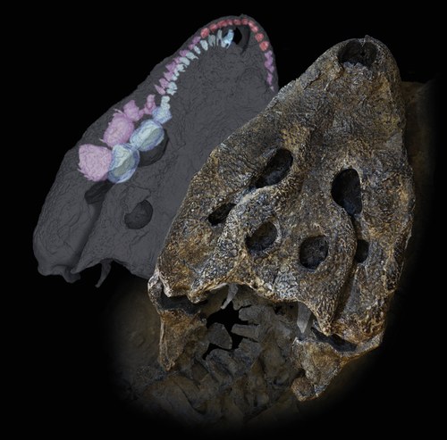 Fotografia del cranio di Acynodon adriaticus e rendering 3D con dentatura in evidenza