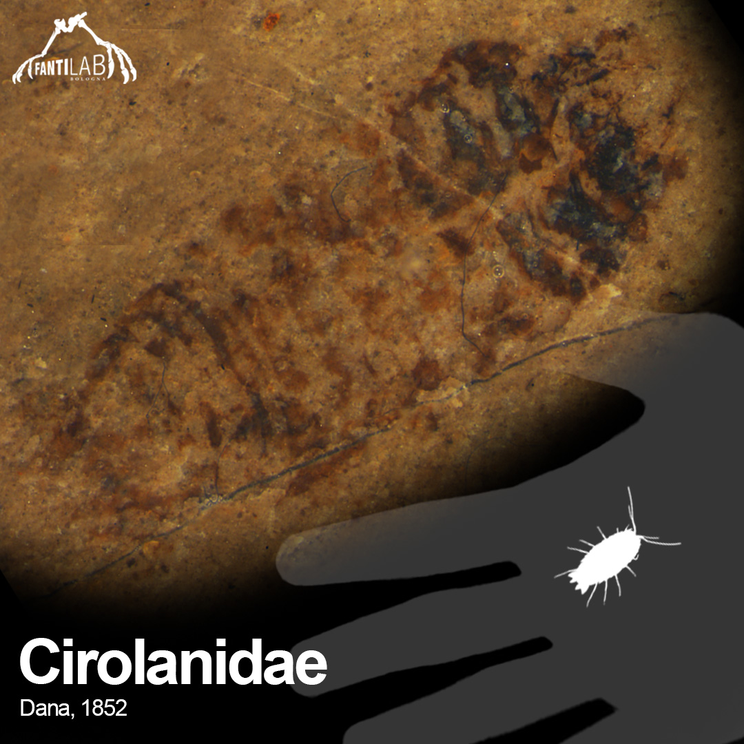 Cirolanidae