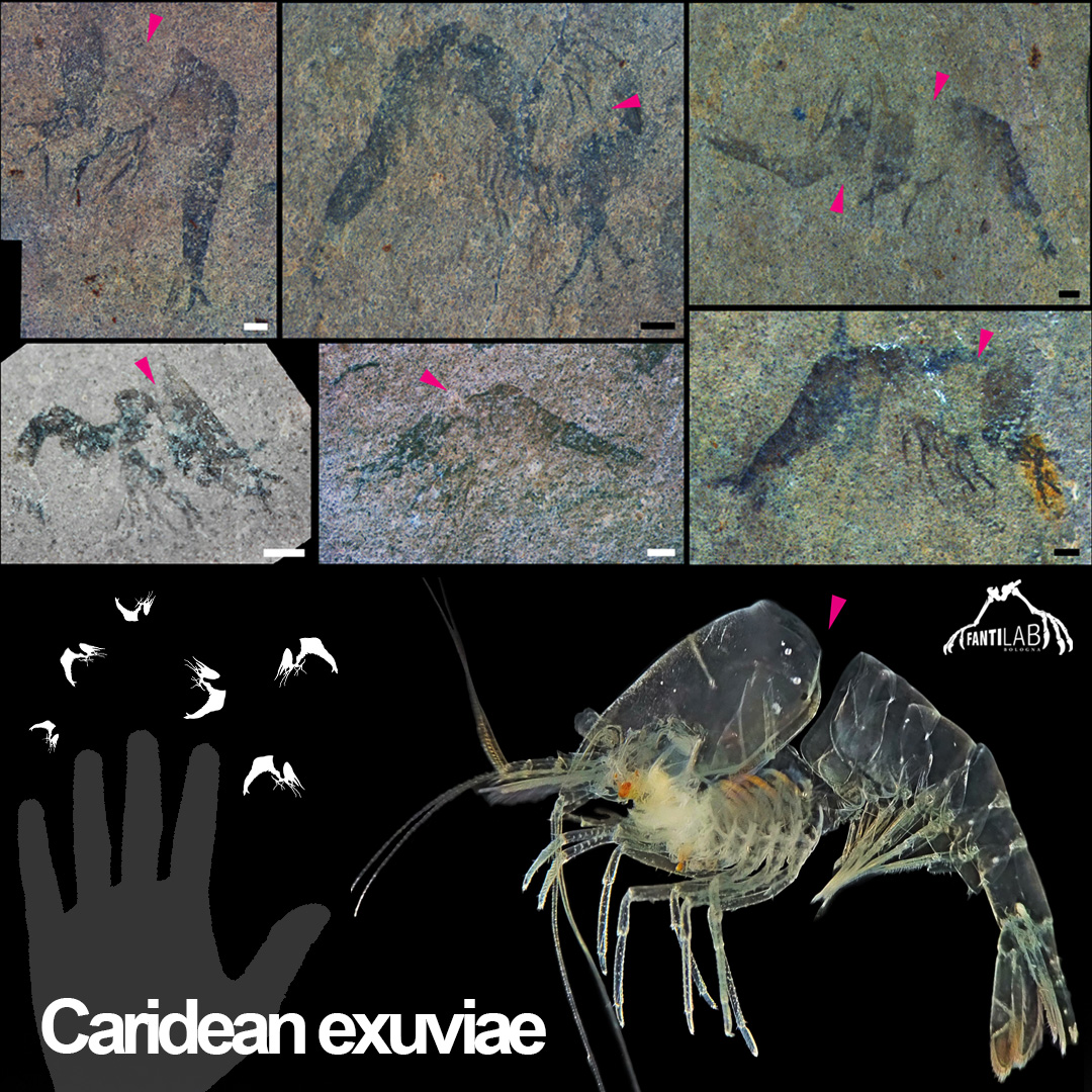 Exuviae