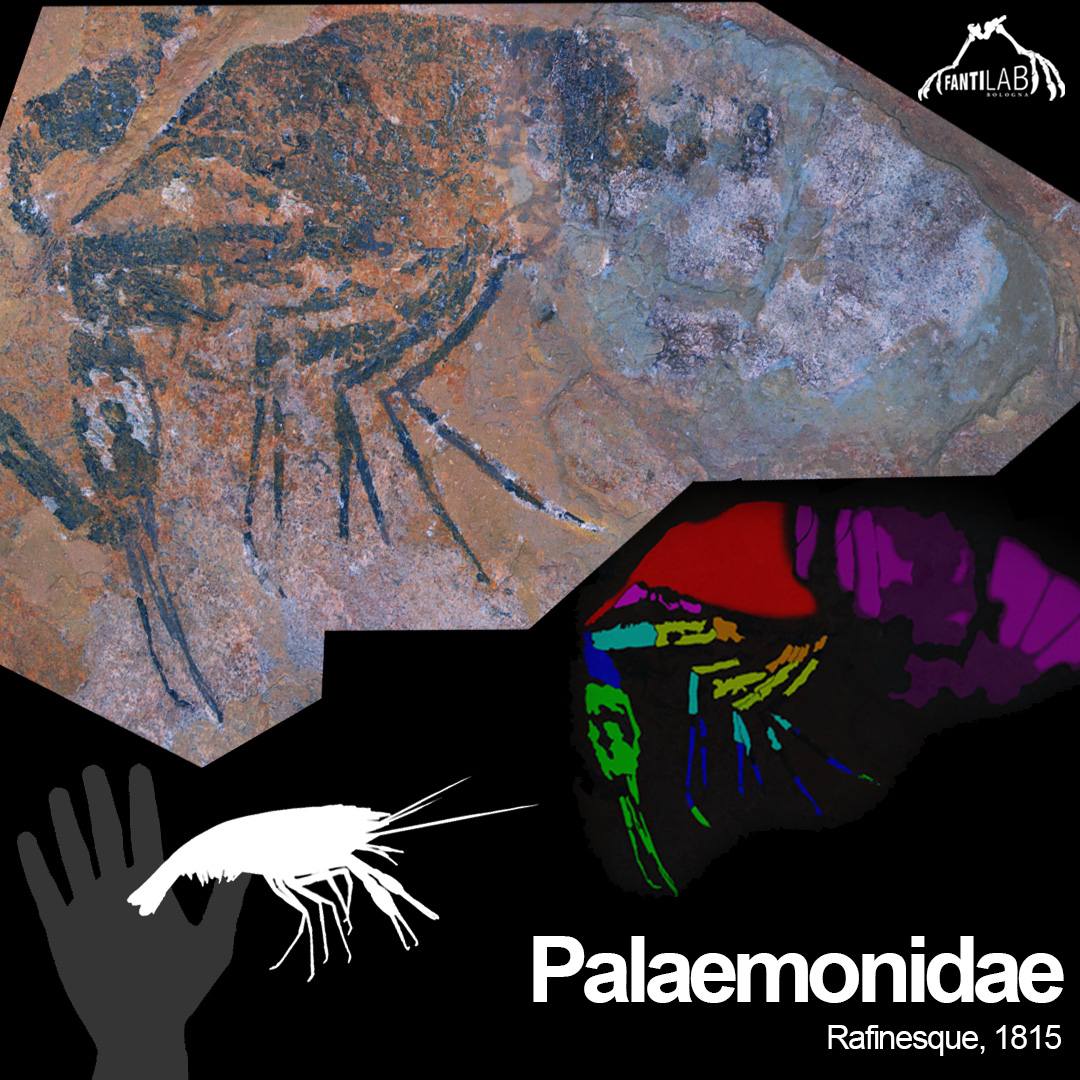 Palaemonidae indet.